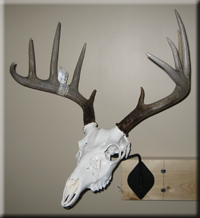 Chris Maxwell whitetail
