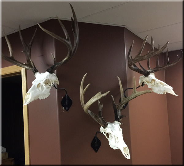 Landen Cox whitetail