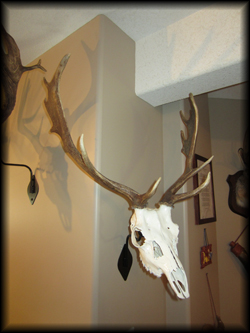 Todd Hult - Fallow buck