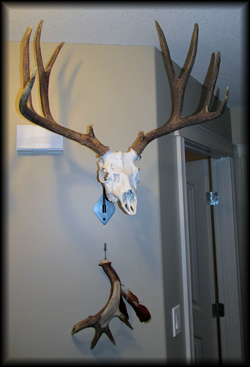 Todd Hult - whitetail